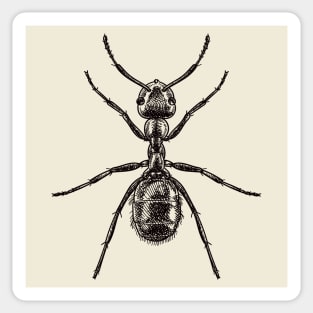 Drawing of an ant Sticker